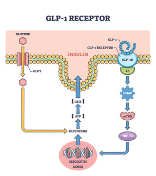Diagram showing GLP-1 receptor pathway with glucose, insulin, and gene expression, outline diagram.