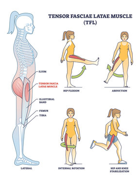Illustration of Tensor Fasciae Latae muscle anatomy and exercises in outline style.
