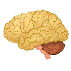 Brain