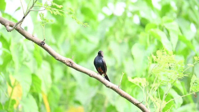 Indian robin or Copsychus fulicatus bird.  It is a species of&nbsp;passarine&nbsp;bird&nbsp;in the family&nbsp;Muscicapidae. It is widespread in the&nbsp;Indian subcontinent&nbsp;and ranges across&nbsp;Bangladesh,&nbsp;Bhutan,&nbsp;India,&nbsp;Nepal.