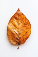 brown atuum leaf - top view flat lay on white background