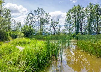 Kleiner Weiher mit Seerosen und Schilf, Biotop, Naturschutz, Benediktbeuern, Bayern, Deutschland