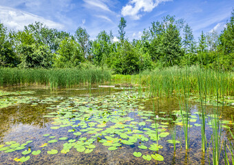 Fototapeta premium Kleiner Weiher mit Seerosen und Schilf, Biotop, Naturschutz, Benediktbeuern, Bayern, Deutschland