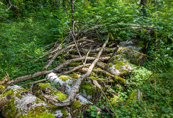 Totholzhaufen in einem Wald, praktischer Naturschutz, Nistplatz und  Nahrungssuche für Vögel und...