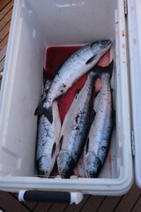 fresh caught fish (salmon) in cooler 