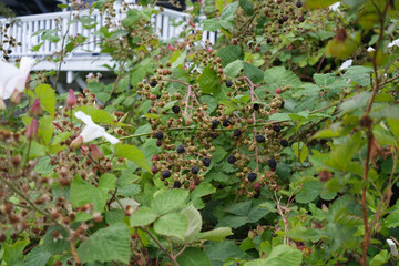 blackberry bush