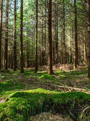 Bemooster Baumstumpf in einem Wald, Bayern, Deutschland, Europa