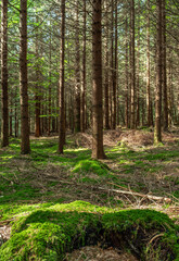 Bemooster Baumstumpf in einem Wald, Bayern, Deutschland, Europa