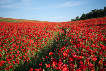 Field of Red Poppies with a Path