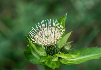 Kohl-Kratzdistel (Cirsium oleraceum), Bayern, Deutschland, Europa