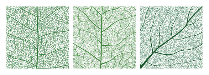 Close-up green leaf texture with intricate details of leaf veins showcasing natures botanical textures and patterns
