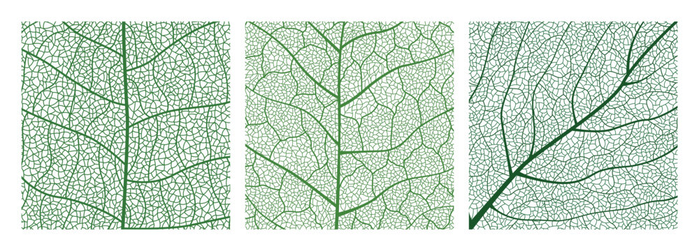 Close-up green leaf texture with intricate details of leaf veins showcasing natures botanical textures and patterns