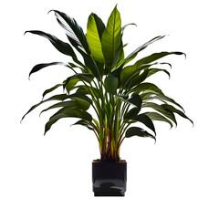 Indoor plant set isolated png