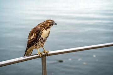 Close-up of Red-tailed Hawk (Buteo jamaicensis)