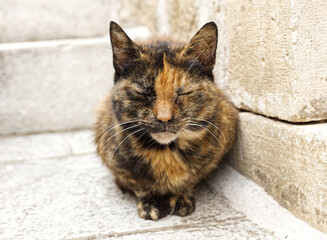 Peaceful Cat Resting Sat Down with Eyes Closed