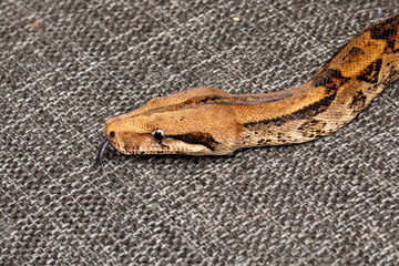 Boa Constrictor Resting on a Textile Couch: Close-Up of Exotic Snake Indoors