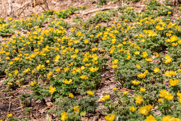 北海道洞爺湖町、散策路で春の訪れを告げるフクジュソウ（福寿草）の群生【3月】