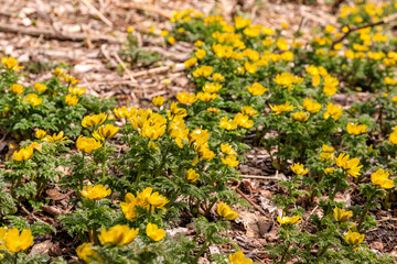 北海道洞爺湖町、散策路で春の訪れを告げるフクジュソウ（福寿草）の群生【3月】