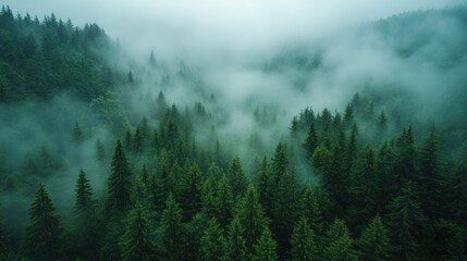 Lush green trees emerge from swirling mist in a serene forest, capturing the essence of early morning tranquility