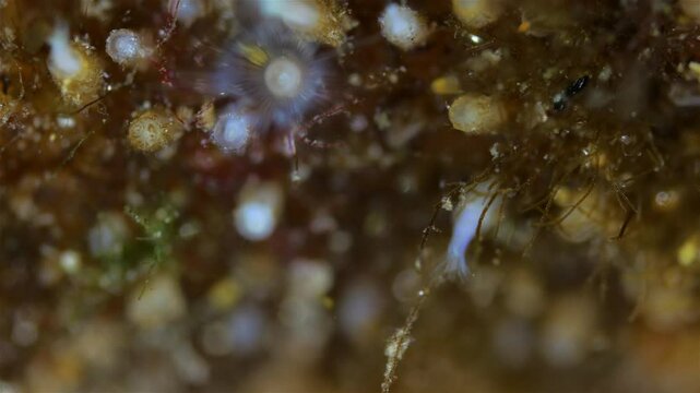 Colony of Bryozoa Flustrellidra hispida under a microscope, family Flustrellidridae. They feed on suspended particles in the water. White Sea.