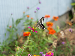 花の蜜を吸うアゲハチョウ