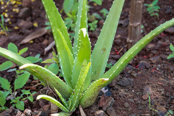 Obraz premium Aloe Vera leaves where growth in garden. It is natural ingredients of cosmetics, skin care and medicine