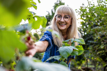 Portrait of smiling senior woman picking raspberries in the garden
