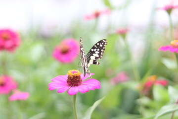 butterfly on a flower