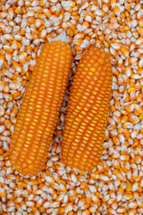 macro image of dry corn seeds. close up image of maize seeds.