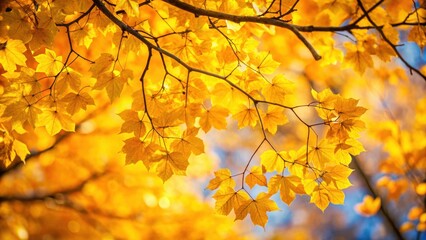 Obraz premium Vibrant yellow autumn leaves on tree branches, fall, foliage, seasonal, colors, nature, vibrant, yellow, leaves, trees