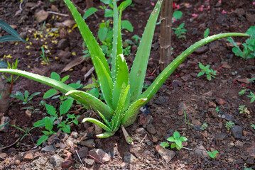 Aloe Vera leaves where growth in garden. It is natural ingredients of cosmetics, skin care and medicine