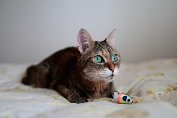 リラックスしているネコ