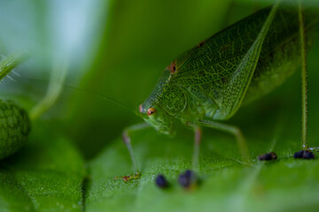 Grünes Heupferd - Tettigonia viridissima