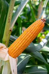 Close-up Dried corn cobs in corn field. Dried corns