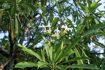 white flower at high tree
