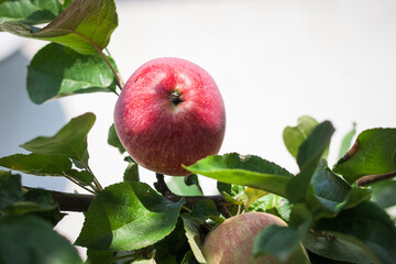 Ripe red apple on the branch. 
