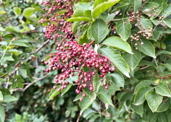 purple unripe elderberries hanging on a branch of an elderberry bush