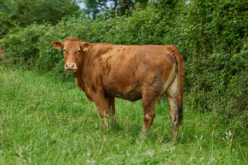 Brown cow is grazing on a green meadow