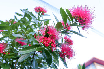 Flowers composition. Frame made of various red flowers on white background.