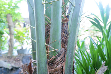 date palm plants closeup