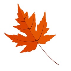 Orange leaf, one leaf. Autumn concept, leaf fall. Autumn leaf vector icon hand drawn in flat style eps 10