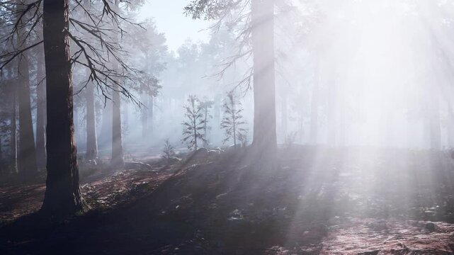 A Mystical Enclave of Towering Trunks and Whispering Mist