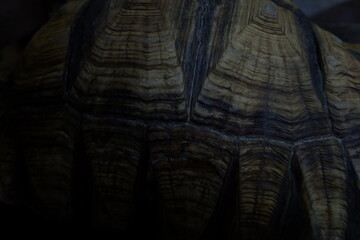 a Tortoise sleeping in the mud at night