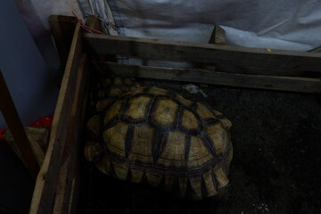 a Tortoise sleeping in the mud at night