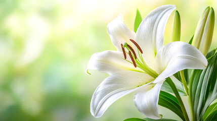 White lily flower blooming in spring garden with blurred green background