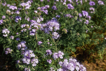 Lacy phacelia, blue tansy or purple tansy. Phacelia tanacetifolia
