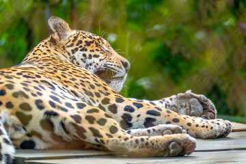 gepard resting on an old wooden bench © travelview