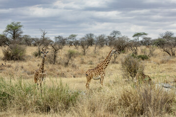 Portrait of Giraffes grazing on trees in the dry bushveld grass at Masai Mara National Reserve