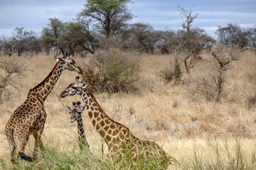 Portrait of Giraffes grazing on trees in the dry bushveld grass at Masai Mara National Reserve