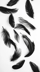 Obraz premium Black Feathers Scattered on a White Background Creating a Striking Contrast in a Minimalist Arrangement